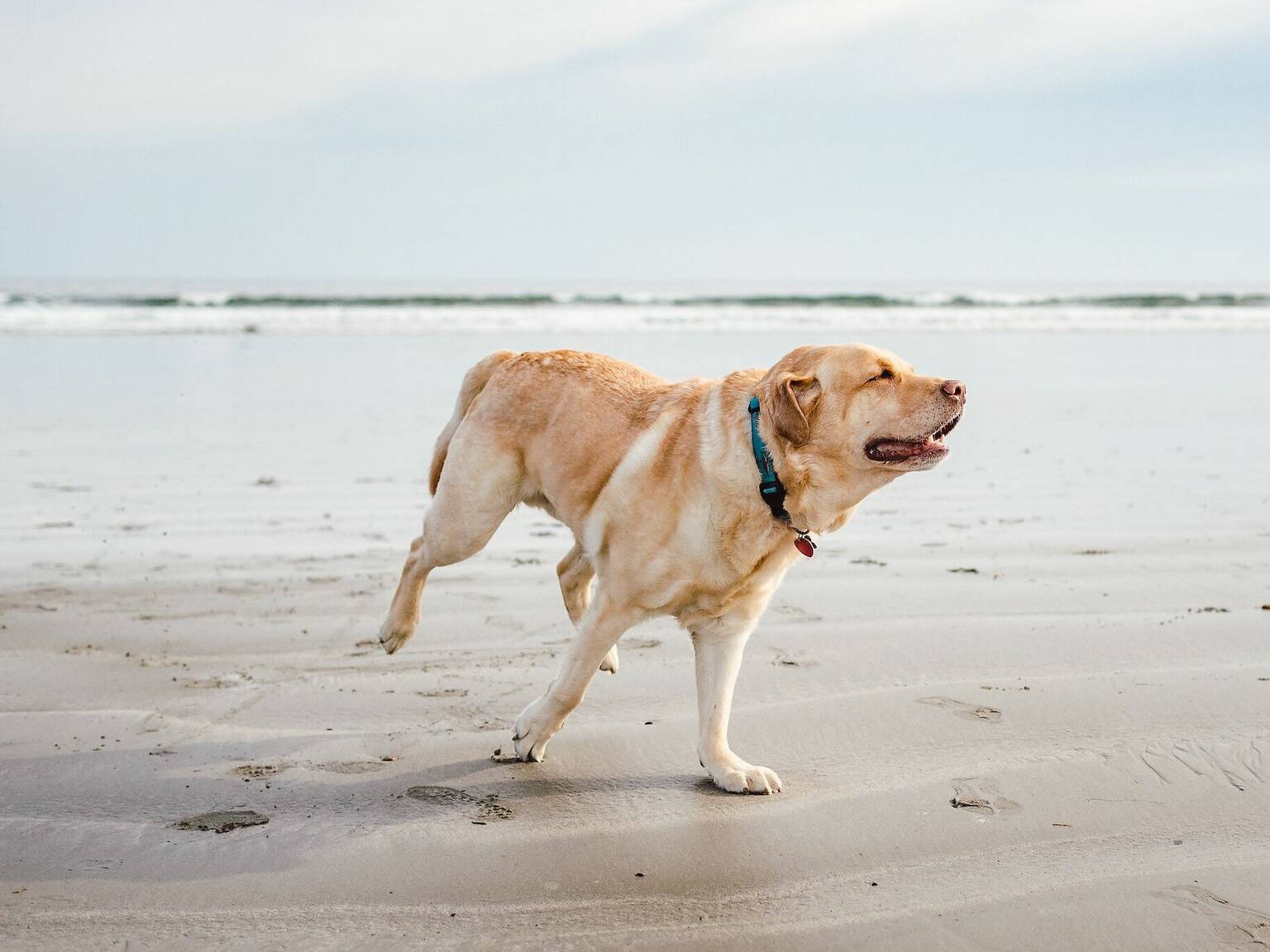 8 Dog-Friendly Beaches and Waterfronts in Miami and South Florida