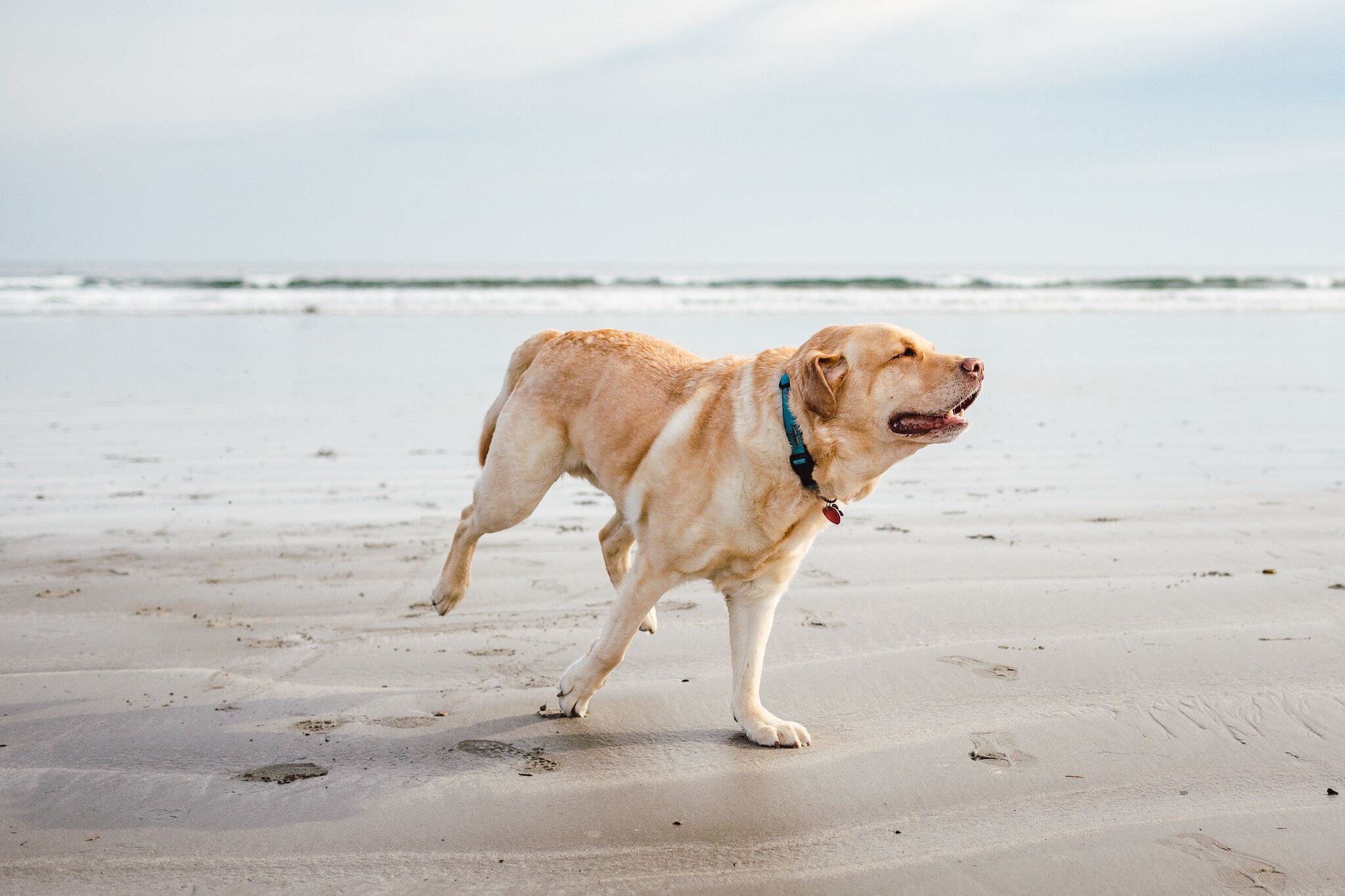 what beaches are dogs allowed