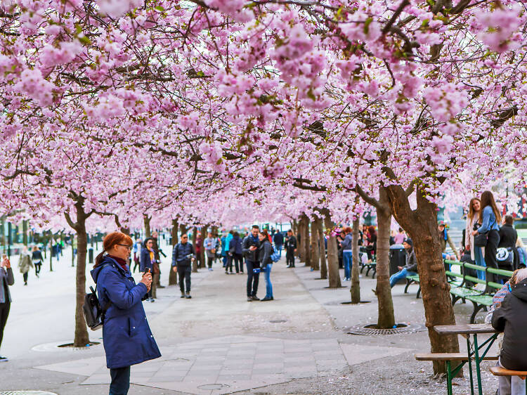 The best places to see cherry blossom around the world