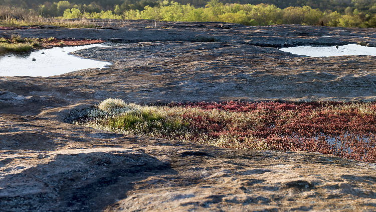 Arabia Mountain National Heritage Area