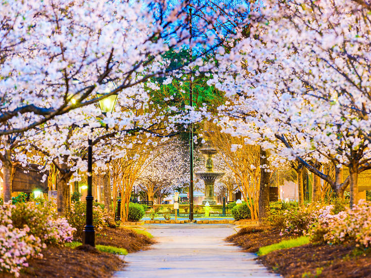 Cherry Blossoms in Europe - Europe's Best Destinations