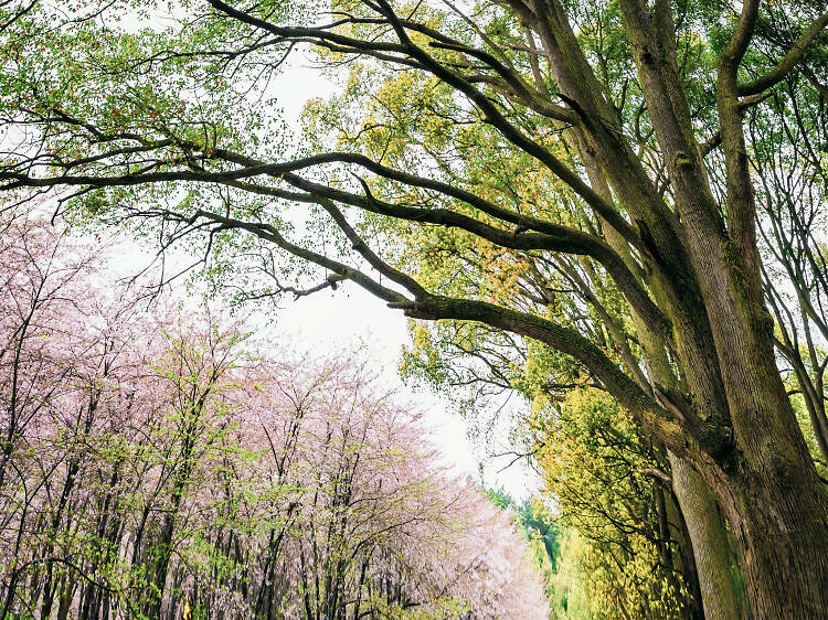 Where to See Cherry Blossoms Around the World