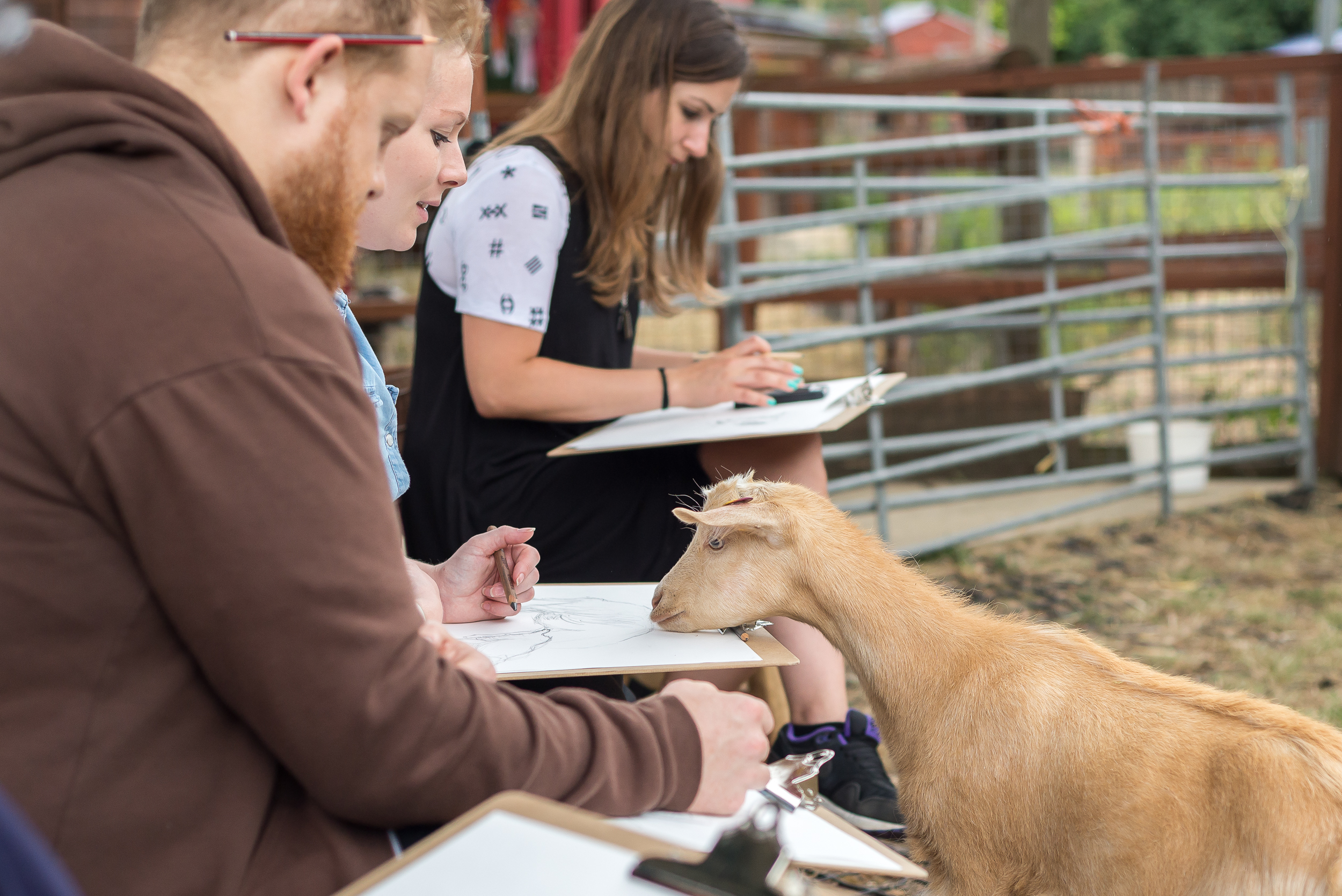 Wild Life Drawing: Lambs & Kids | Things to do in London Wild Life Drawing: Lambs & Kids | Things to do in London