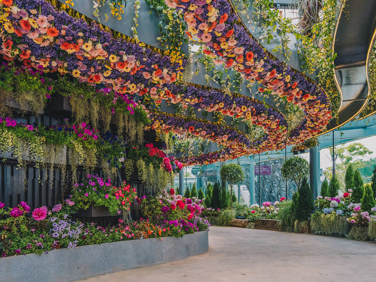 Secret flower field in Singapore, This is a secret flower field in  Singapore even most locals don't know about. More details on