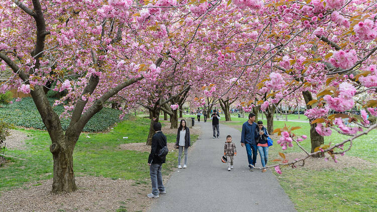 7 ways to celebrate cherry blossom season with kids in NYC