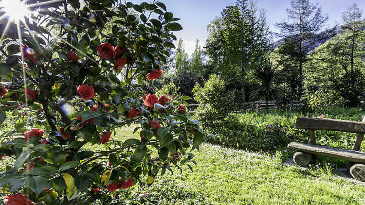 2. Walk among a carpet of camellias