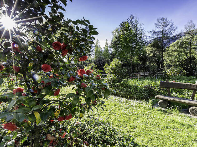 2. Walk among a carpet of camellias