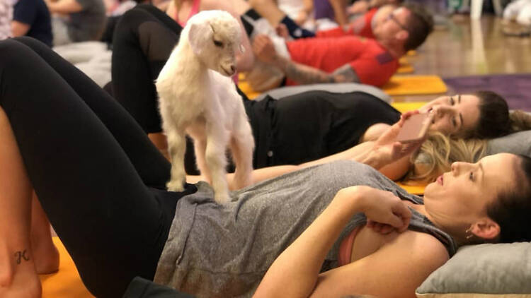 Woman stretching with a baby goat on her stomach