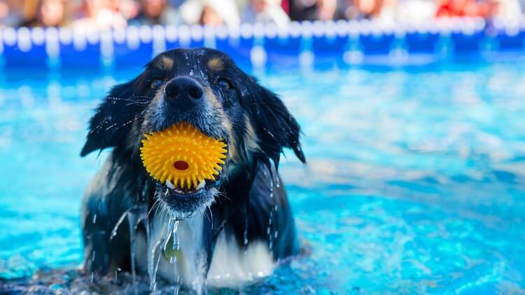 The Melbourne Dog Lovers Show is taking over the Convention Centre The Melbourne Dog Lovers Show is taking over the Convention Centre