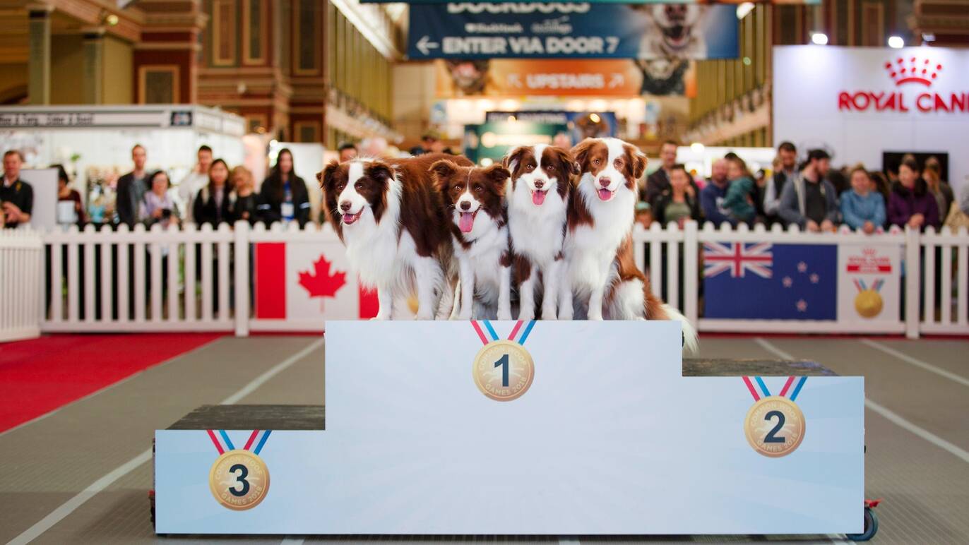 The Melbourne Dog Lovers Show is taking over the Convention Centre