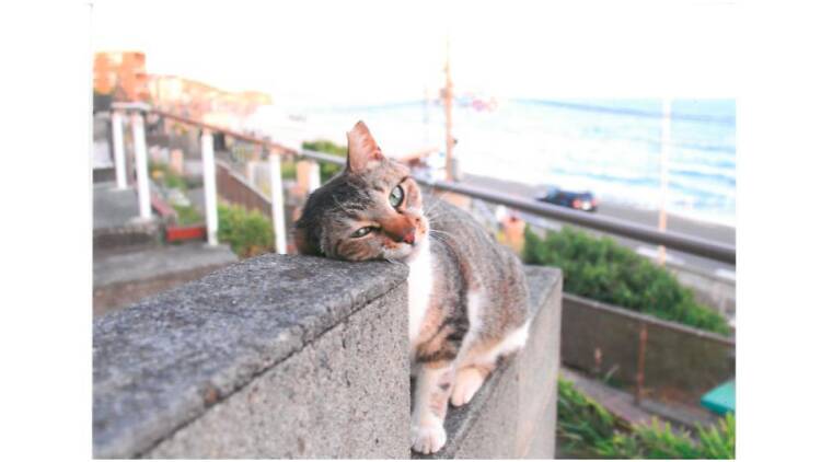 大佛次郎×ねこ写真展2019