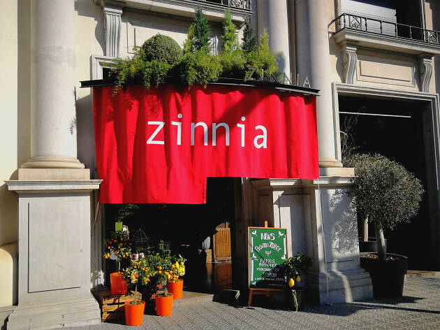 Zinnia Zinnia