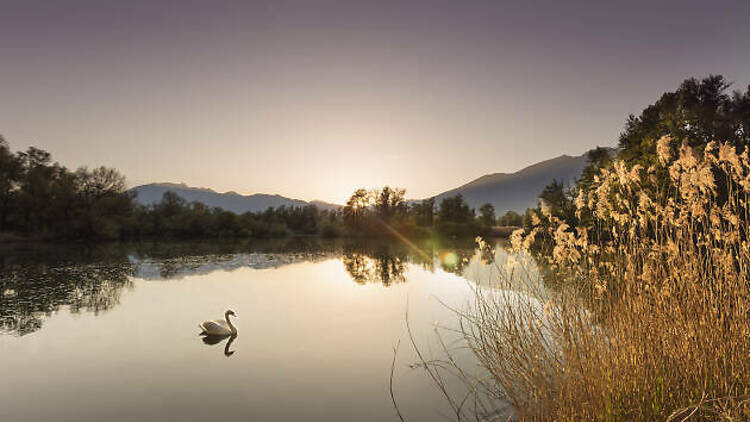 3. Spot the birdlife at Bolle di Magadino