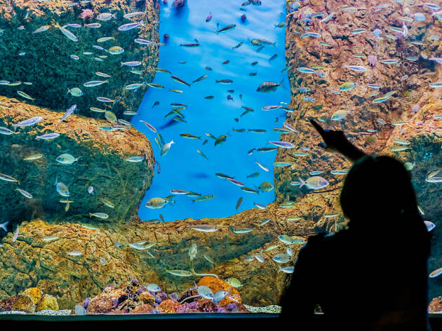 Acuario Acuario