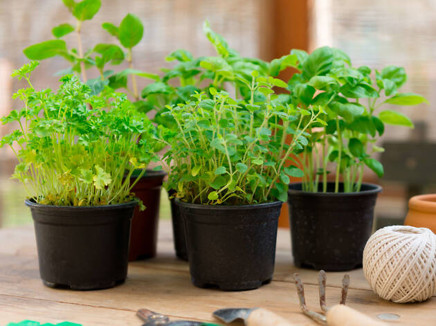 plantas medicinas e aromáticas jardinagem
