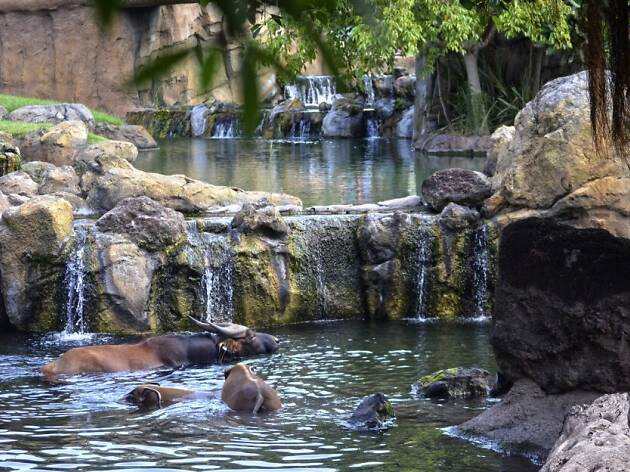 Bioparc Bioparc