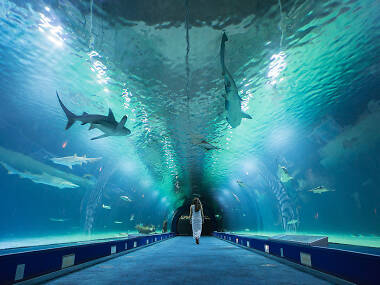 Oceanogràfic Oceanogràfic