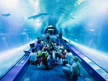 Oceanografic Oceanografic