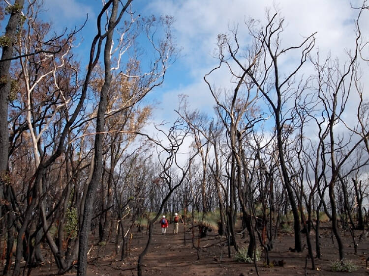 Brisbane Ranges National Park