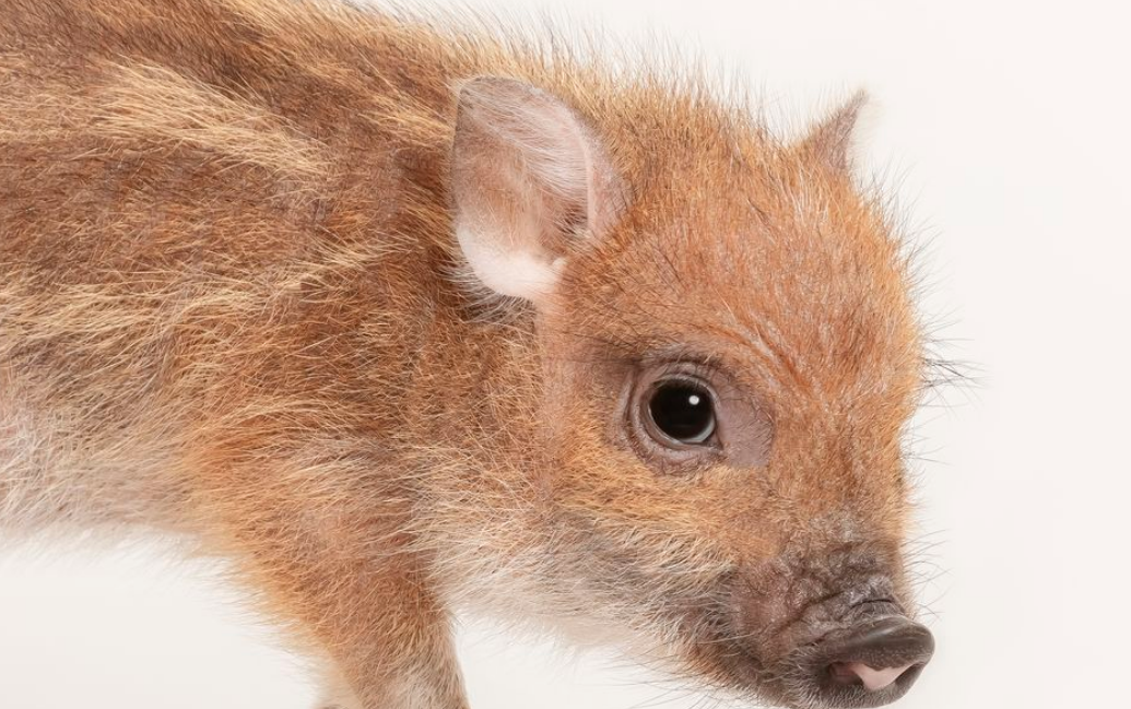 Mipig Cafe Restaurants In Meguro Tokyo