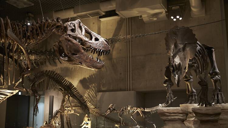 Dinosaur skeletons at the National Museum of Science and Nature in Ueno