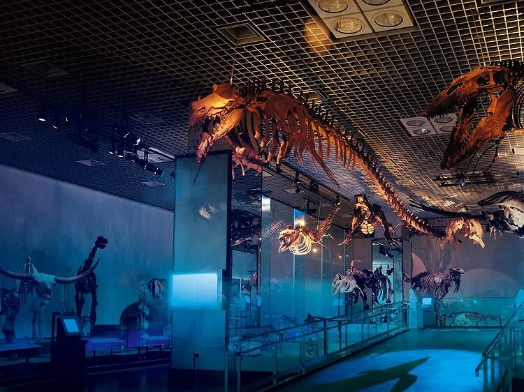 Dodge dinosaurs and whales at the National Museum of Nature and Science