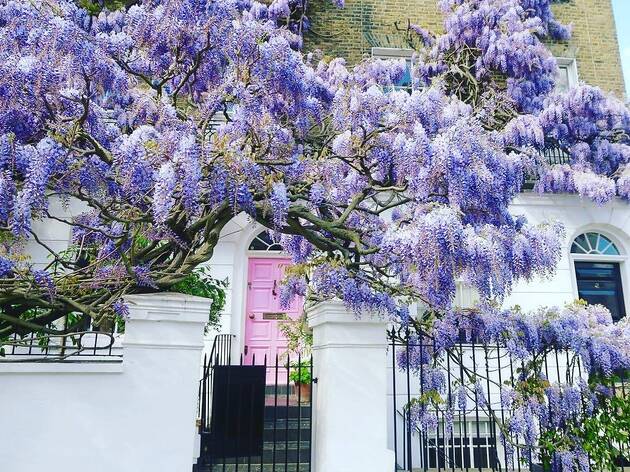 Wisteria hysteria is still rife in London and here's the evidence