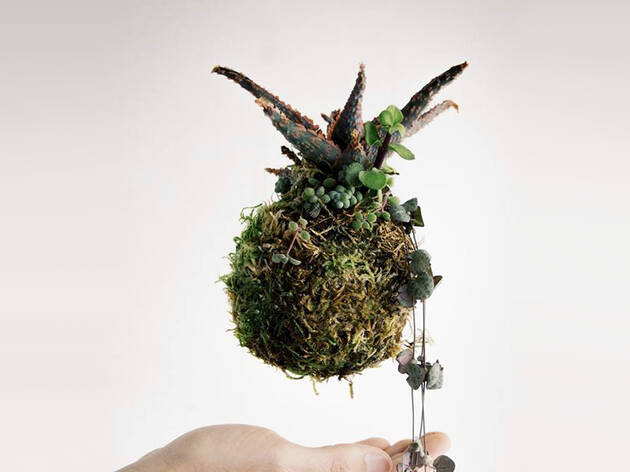 Kokedama Kokedama