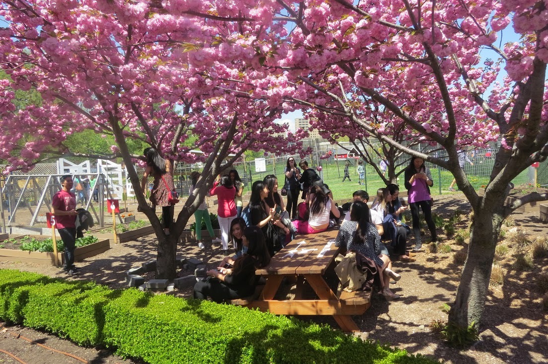 Randall's Island Cherry Blossoms 