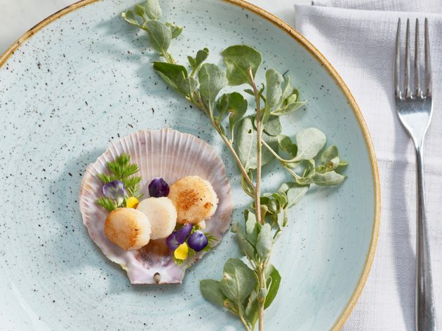 Q Dining Scallops on a plate