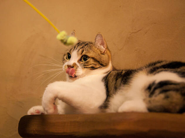 Cat Cafe Cat Cafe
