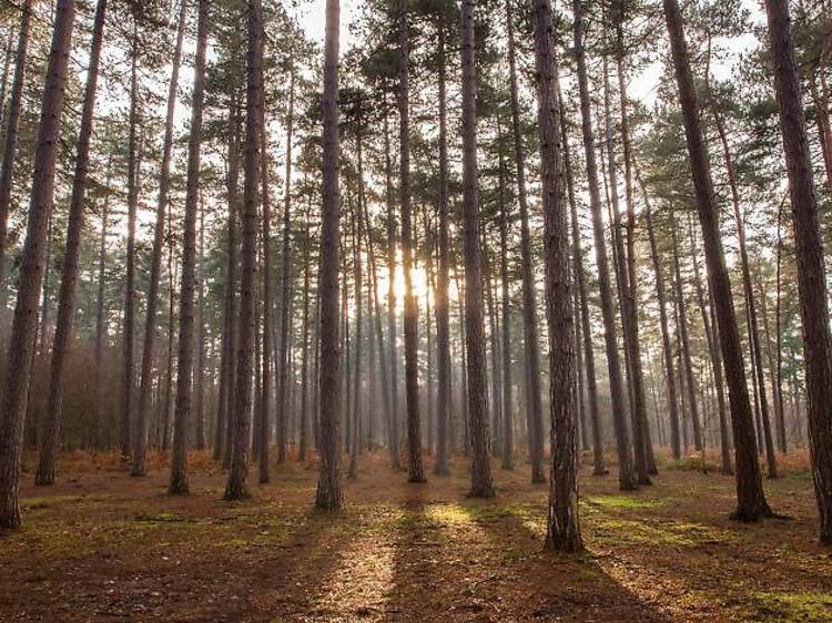 Black Park, Buckinghamshire