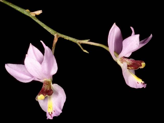 Barkeria whartoniana orquídeas