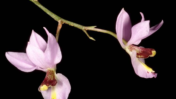 orquídeas