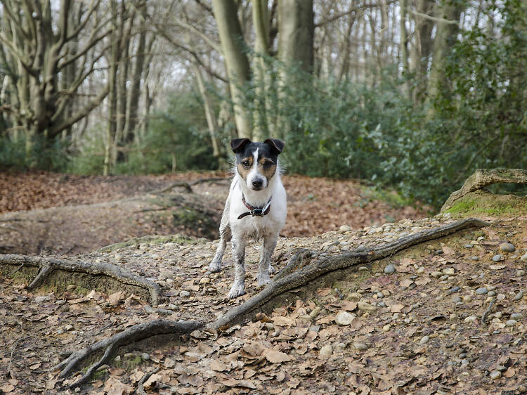 Epping Forest