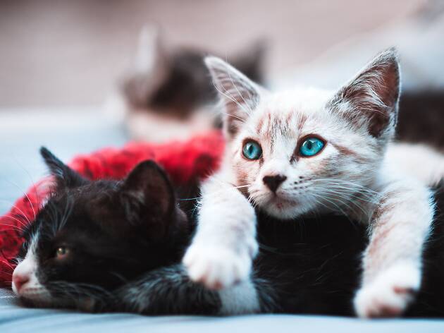 gatos adoptar gatos