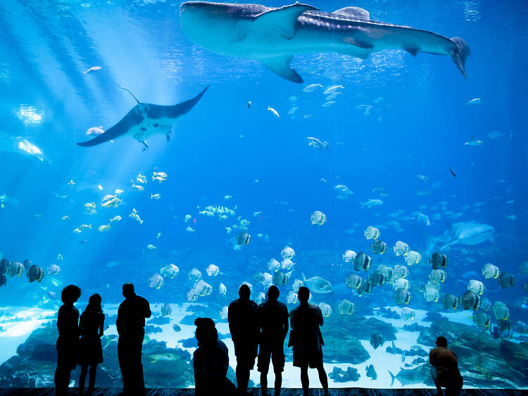 Georgia Aquarium