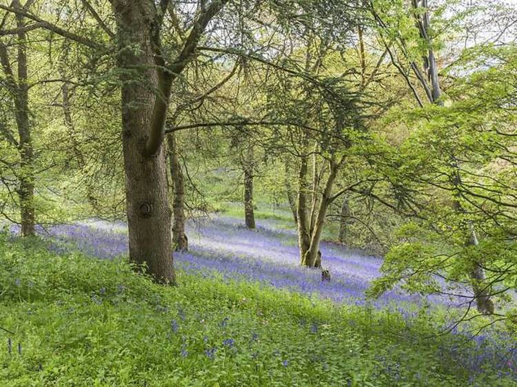 The beautiful bluebell walk 