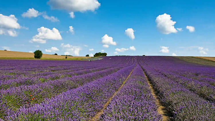 The lavender fields 