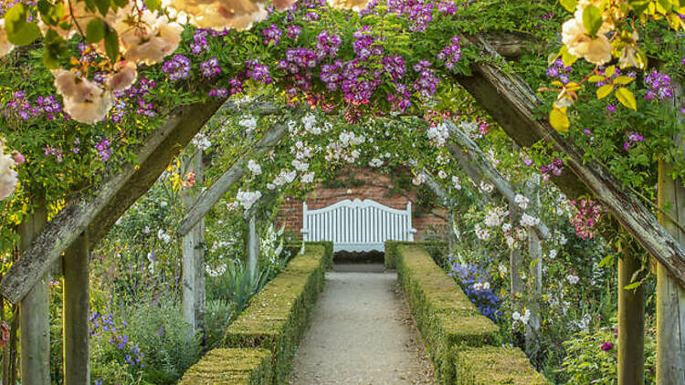 The dreamy rose garden 