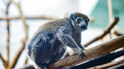 Lincoln Park Zoo Lincoln Park Zoo