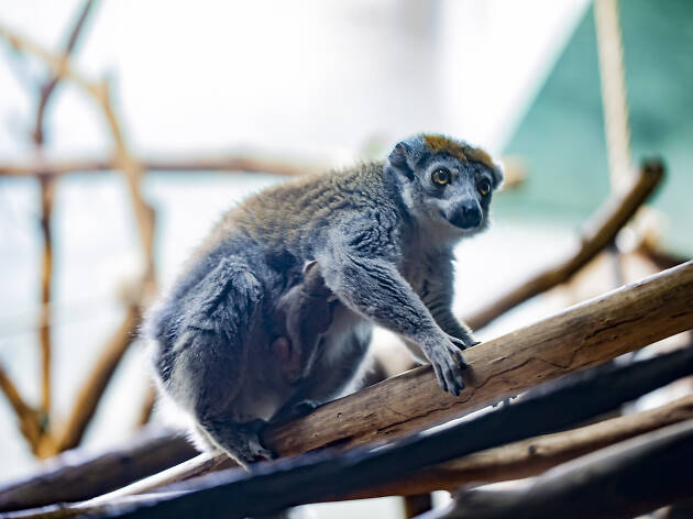 6. Ver animales (¡gratis!) en el Lincoln Park Zoo 6. Ver animales (¡gratis!) en el Lincoln Park Zoo