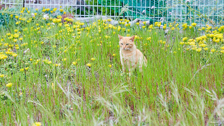 島の猫に挨拶する。