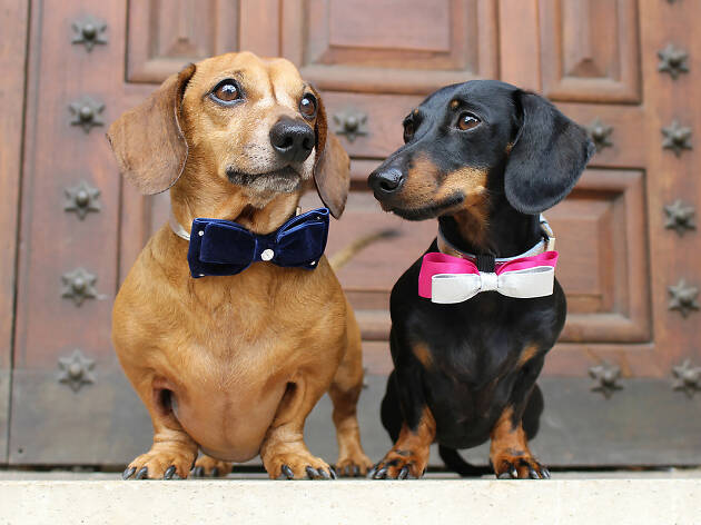 Cabbages and Frocks Dog Day Afternoon Cabbages and Frocks Dog Day Afternoon