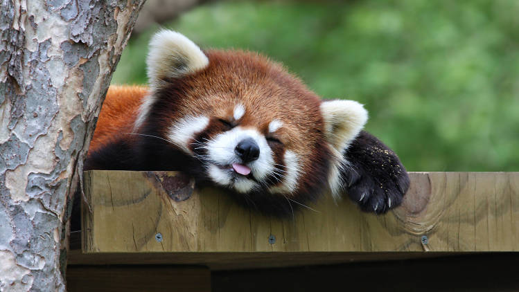 Visit the red pandas