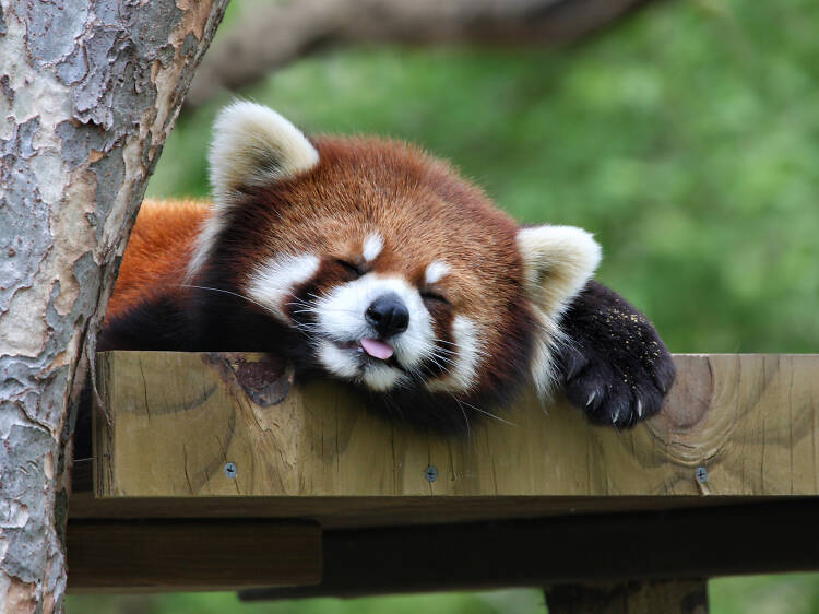 Visit the red pandas