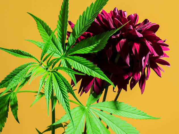 Marihuana Marihuana en la CDMX
