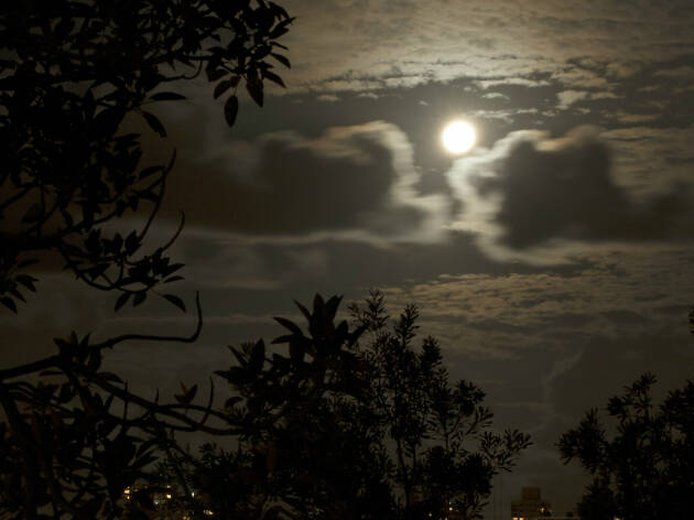 Gohstly Garden Image of the moon in the Royal Botanic Garden.
