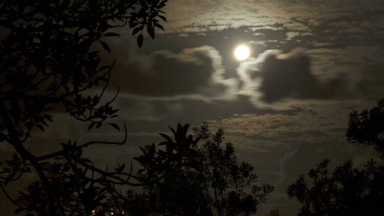 Image of the moon in the Royal Botanic Garden.