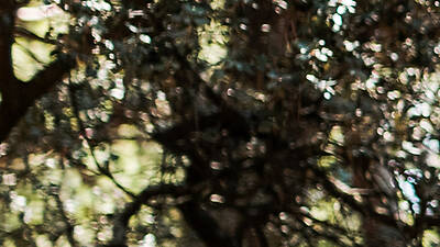 Disfruta de la naturaleza en el parque de Monsanto Disfruta de la naturaleza en el parque de Monsanto